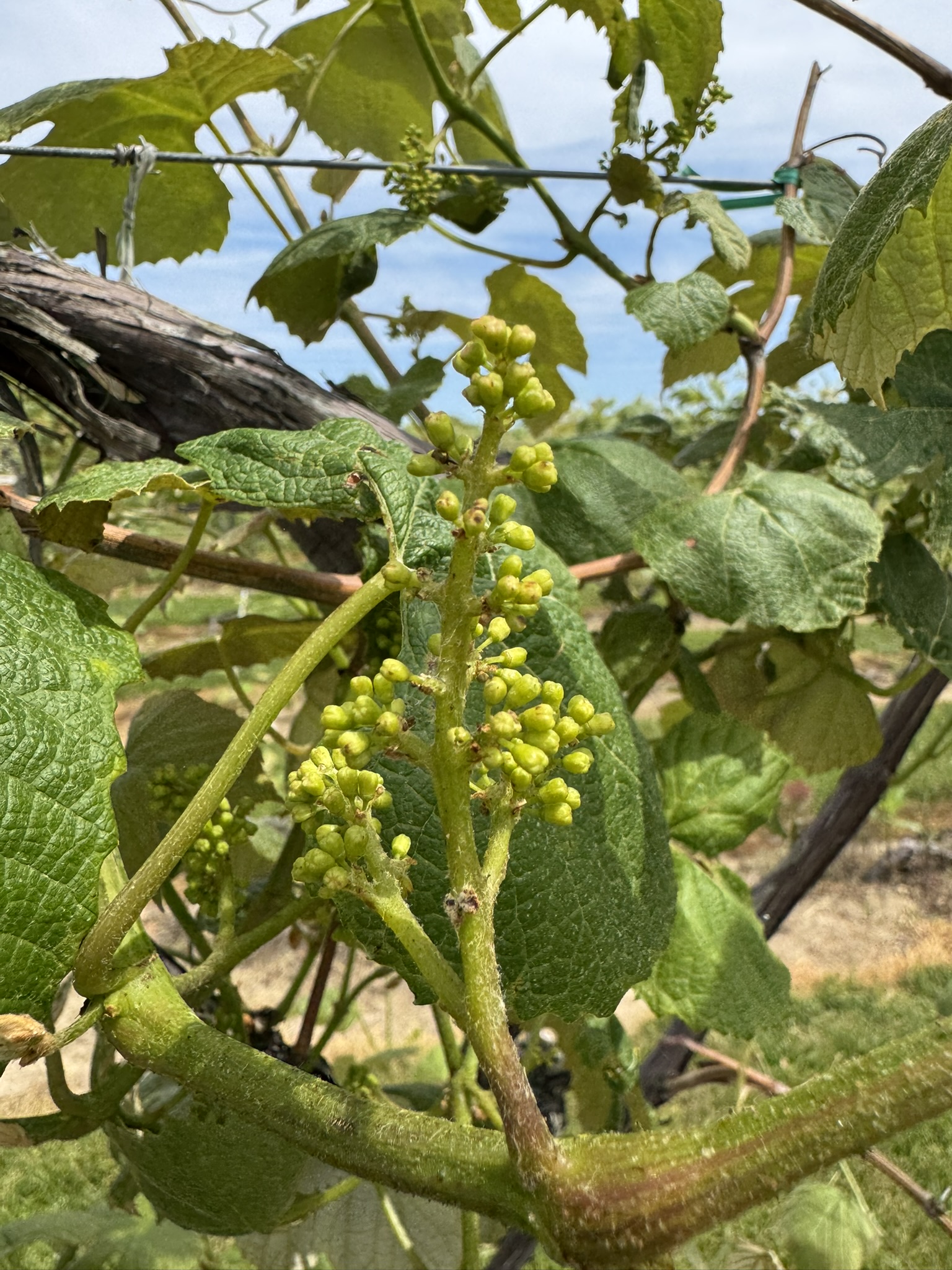 Concord grapevines at pre-bloom stage